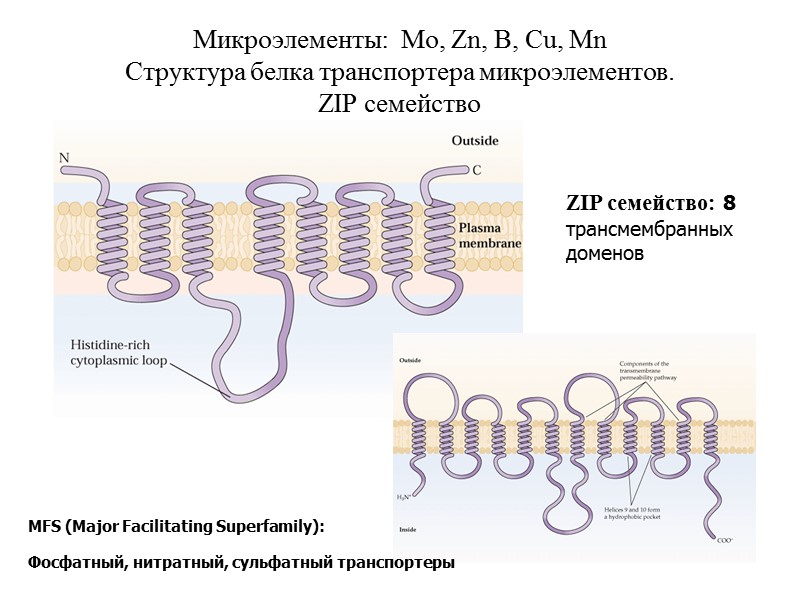 Микроэлементы:  Mo, Zn, B, Cu, Mn Структура белка транспортера микроэлементов. ZIP семейство MFS